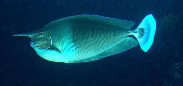 Spotted Unicornfish