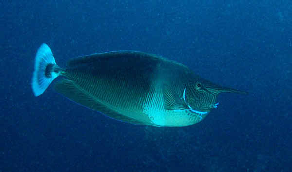 Spotted Unicornfish1