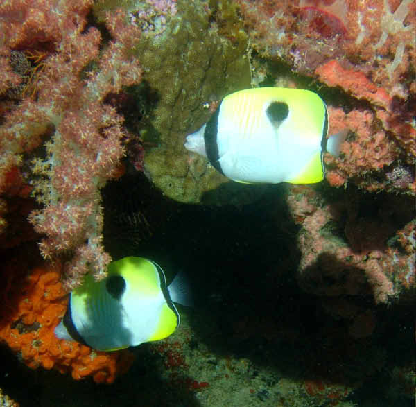 Teardrop Butterflyfish