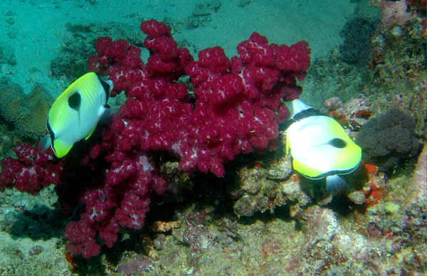 Teardrop Butterflyfish1