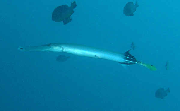 Trumpetfish
