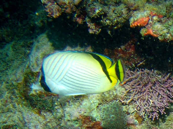 Vagabond Butterflyfish