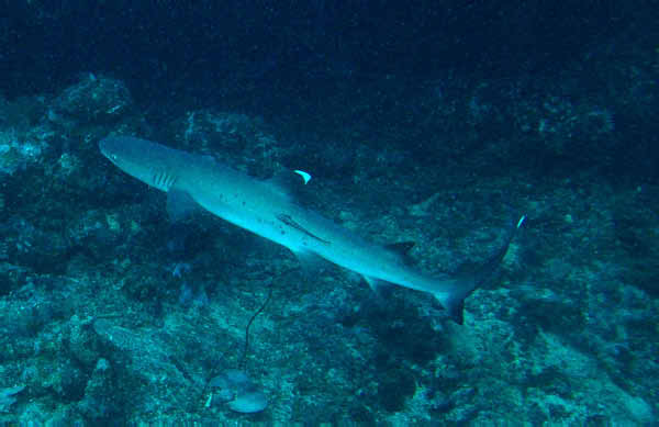 White Tip Reef Shark1