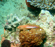 Arc-Eyed Hawkfish