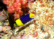 Bi-Color Angelfish