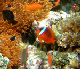 Black Lip Anenomefish6