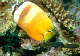 Black Lip Butterflyfish