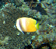 Black Lip Butterflyfish2a