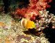 Black Lip Butterflyfish3