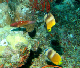 Black Lip Butterflyfish4