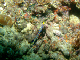 Blue Ribbon Eel1