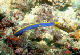 Blue Ribbon Eel2a