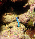 Blue Ribbon Eel3