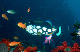 Clown Triggerfish2a