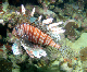 Common Lion Fish4