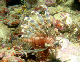 Common Lionfish
