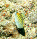 Dot & Dash Butterflyfish