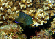 Jewel Damselfish