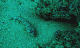 Latticed Sandperch