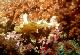 Leaf Scorpionfish