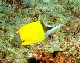 Longnose Butterflyfish