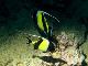 Moorish Idol1