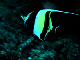 Moorish Idol2