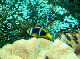 Orange-finned Anenomefish2