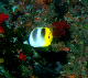 Pacific Double-Saddle Butterflyfish1