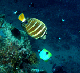 Pacific Sailfin Tang