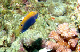 Princess Damselfish