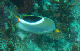 Saddled Butterflyfish