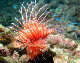 Spotfin Lionfish