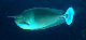 Spotted Unicornfish