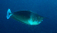 Spotted Unicornfish1