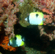 Teardrop Butterflyfish