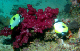 Teardrop Butterflyfish1