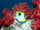 Teardrop Butterflyfish3