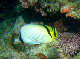 Vagabond Butterflyfish