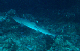 White Tip Reef Shark1