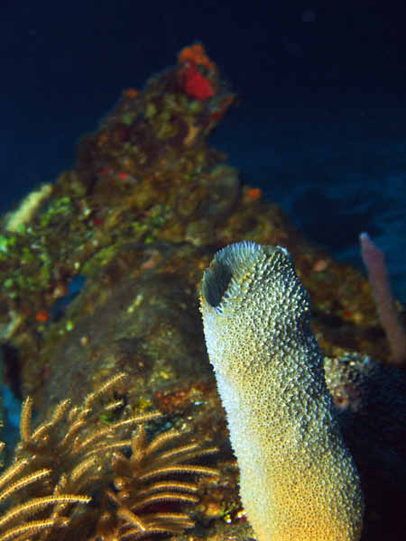 DSC00009a