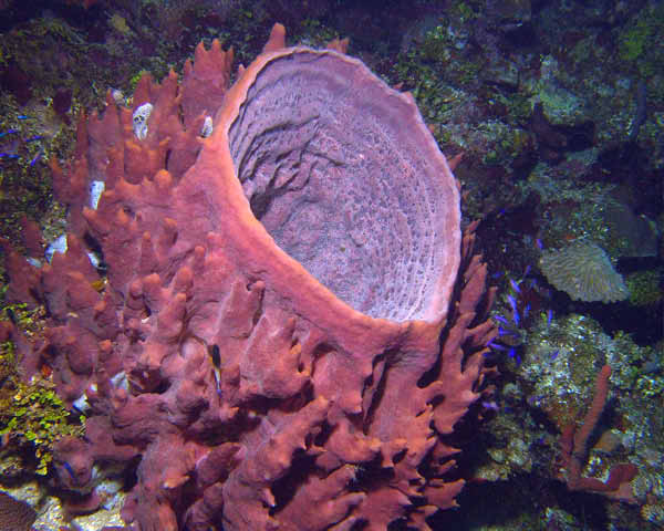 DSC00018a