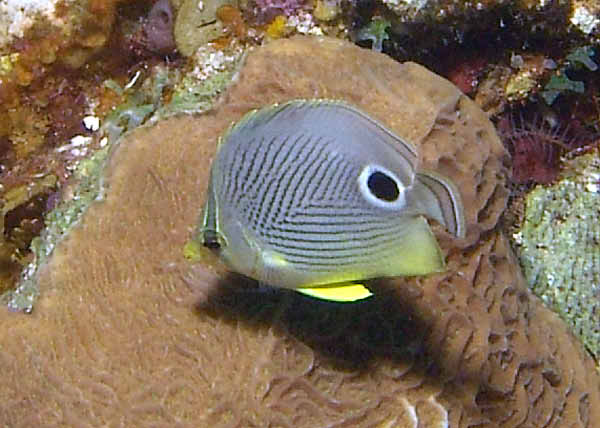 DSC00030a