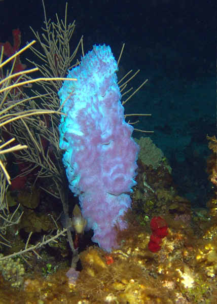 DSC00050a