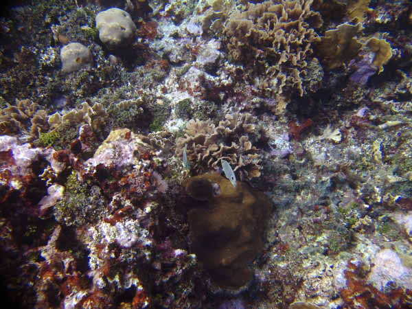 DSC00063a