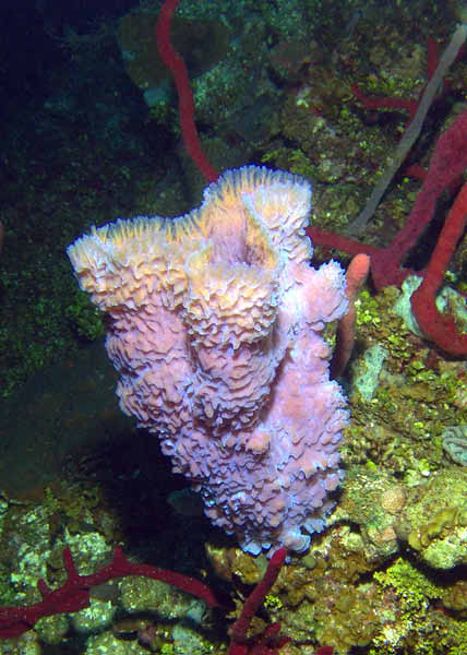 DSC00063b