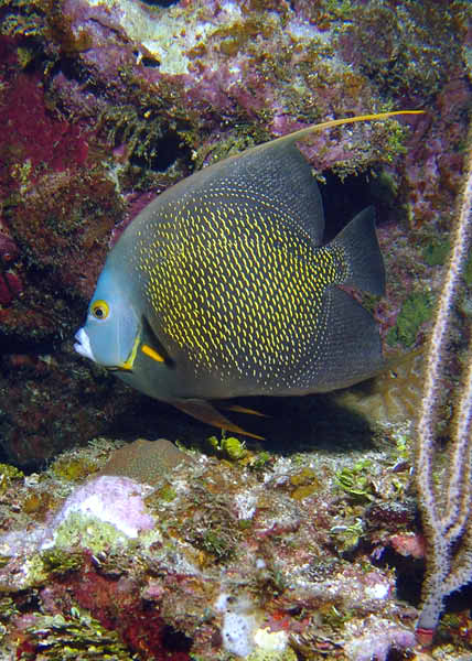 DSC00078a