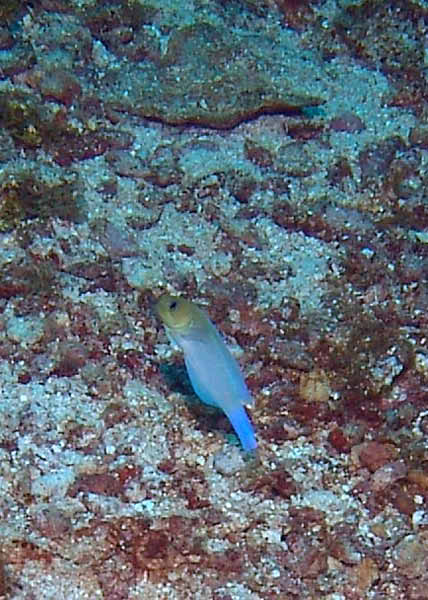 DSC00096