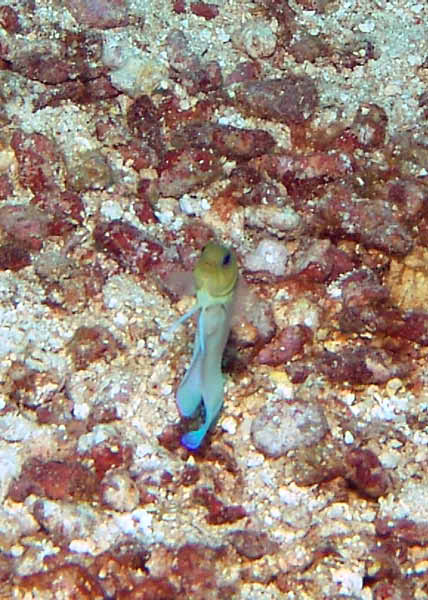 DSC00097a