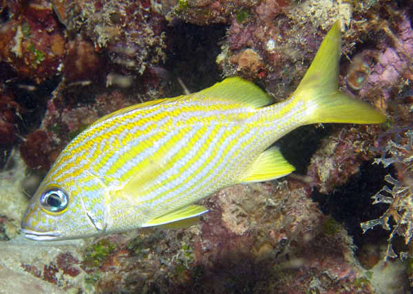 DSC00175